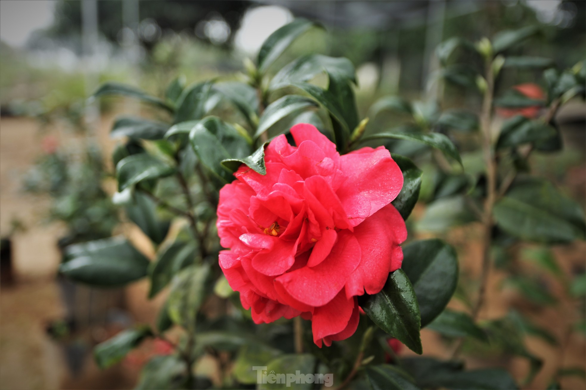 Khu vườn hoa ly 50.000 cây giá tiền tỷ của chàng trai Hà Tĩnh - Ảnh 12