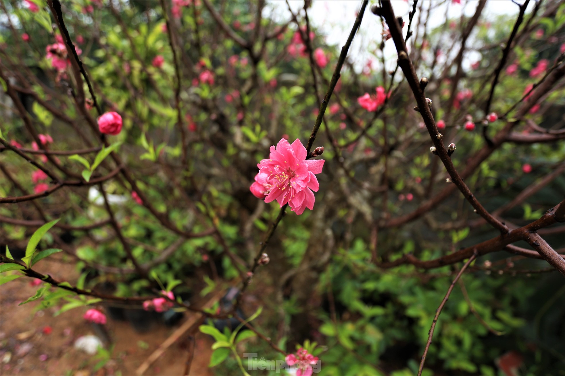 Khu vườn hoa ly 50.000 cây giá tiền tỷ của chàng trai Hà Tĩnh - Ảnh 11