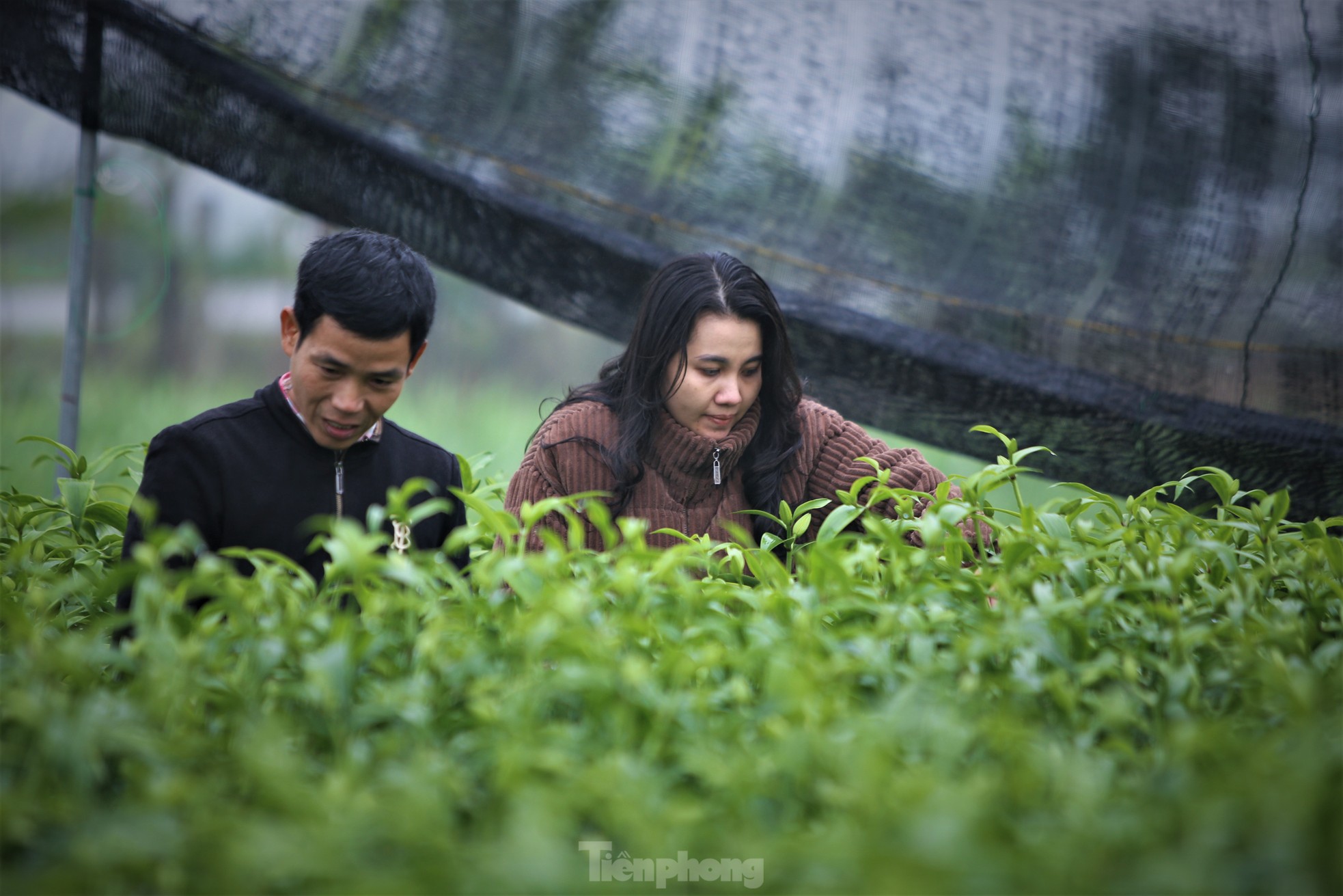 Khu vườn hoa ly 50.000 cây giá tiền tỷ của chàng trai Hà Tĩnh - Ảnh 8