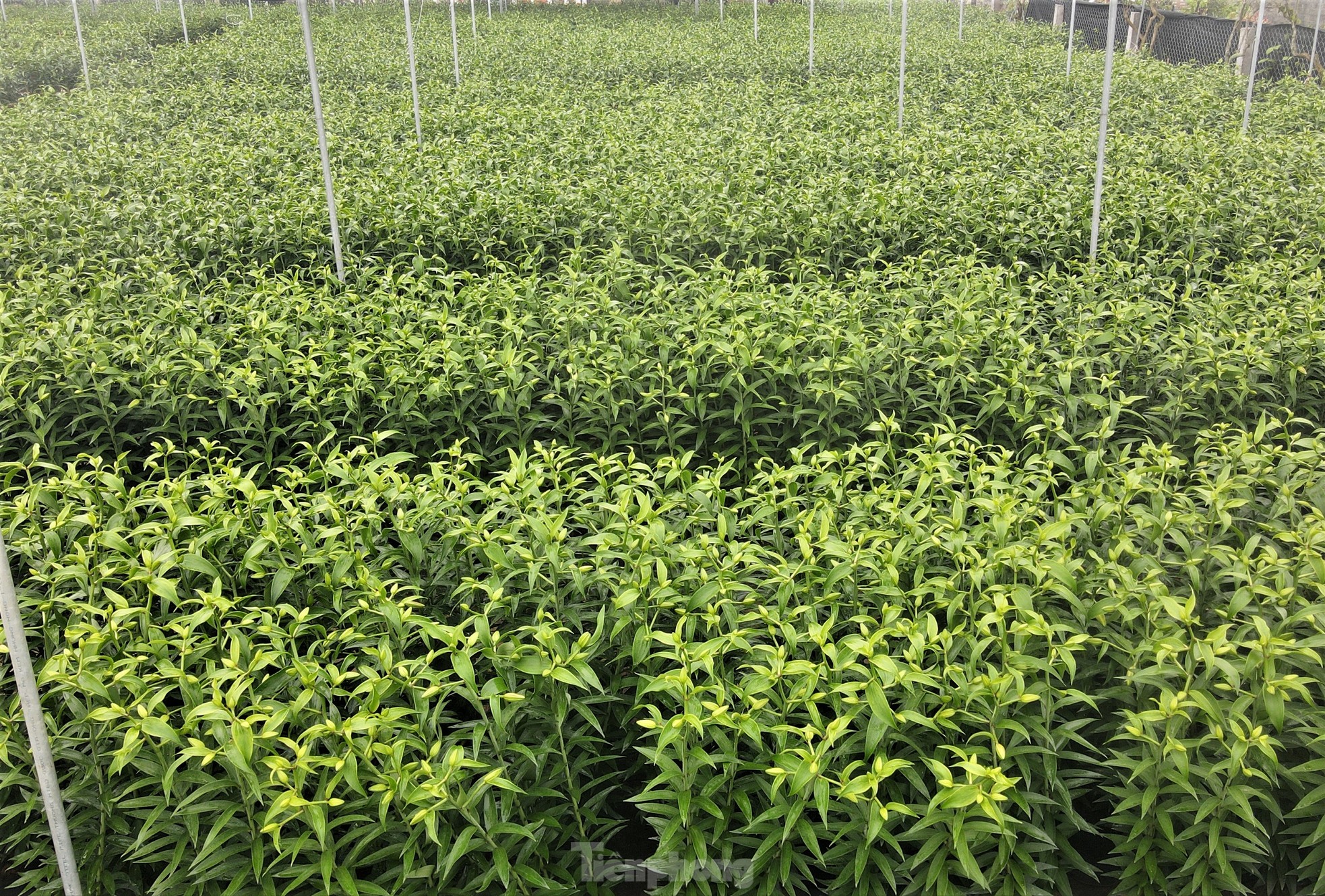 Khu vườn hoa ly 50.000 cây giá tiền tỷ của chàng trai Hà Tĩnh - Ảnh 13