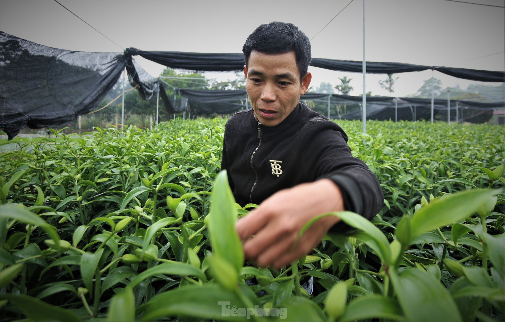 Khu vườn hoa ly 50.000 cây giá tiền tỷ của chàng trai Hà Tĩnh - Ảnh 3