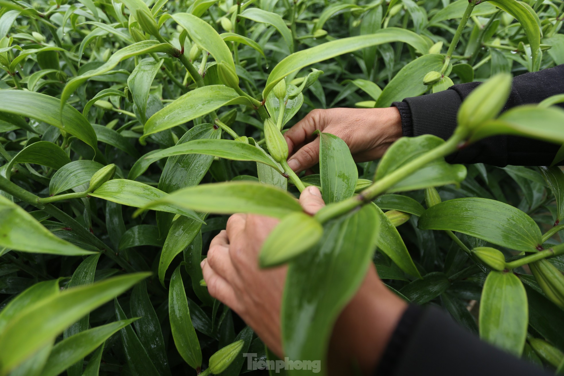 Khu vườn hoa ly 50.000 cây giá tiền tỷ của chàng trai Hà Tĩnh - Ảnh 5