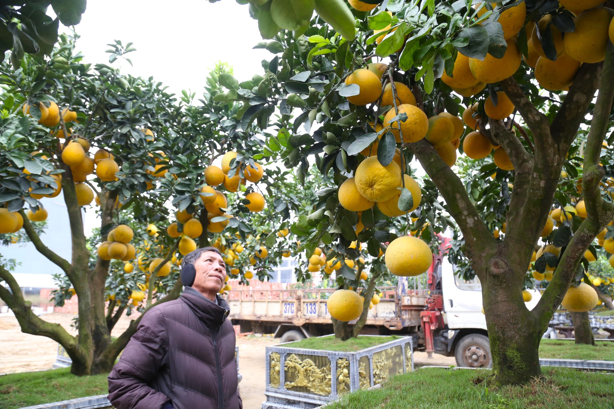 Cây bưởi Diễn thế Tam đa cao hơn 4m, giá 80 triệu đồng xuống phố 'chơi Tết' - Ảnh 2