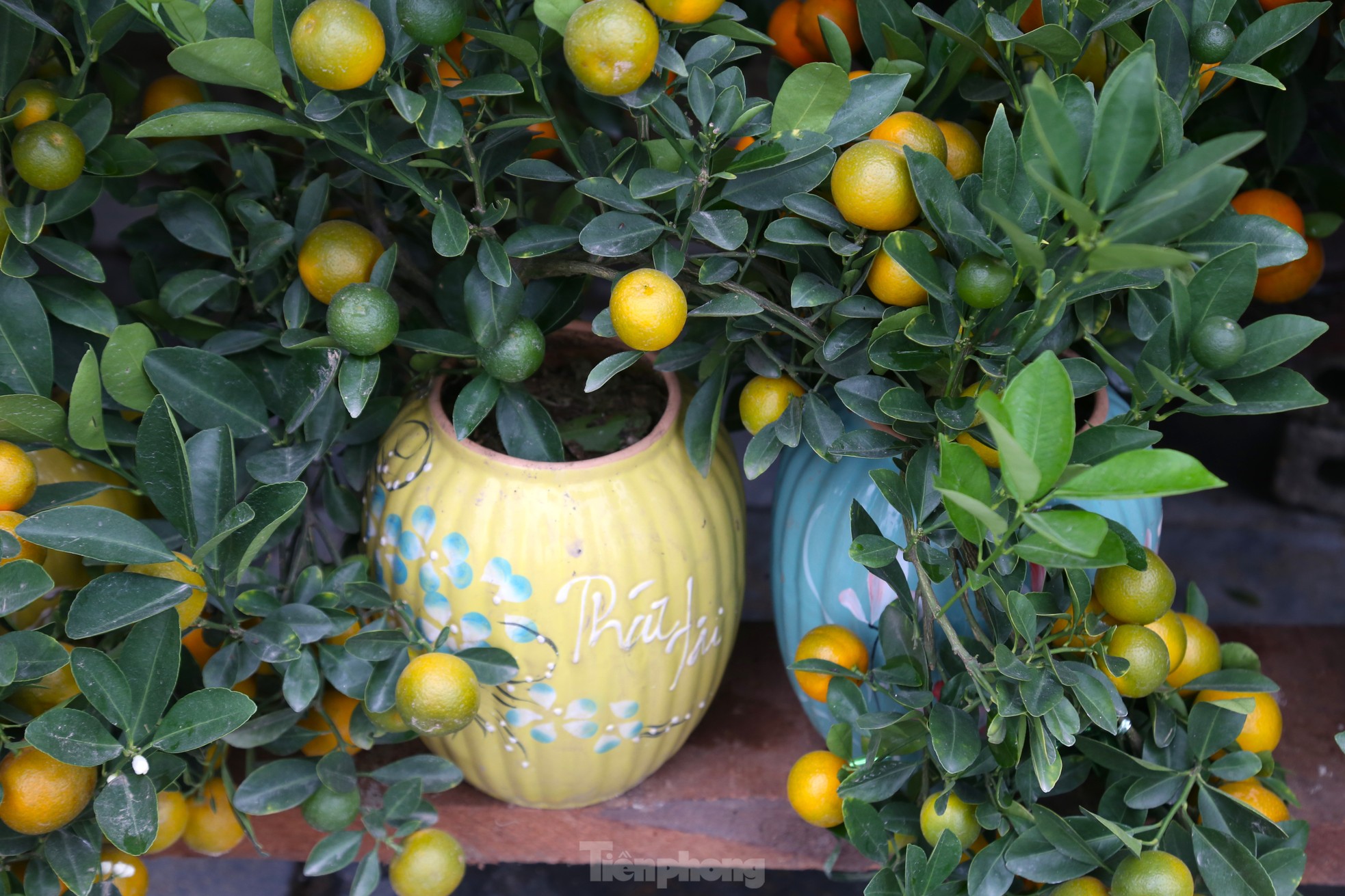 Đào, quất mini đắt khách dịp Tết Nguyên đán - Ảnh 2