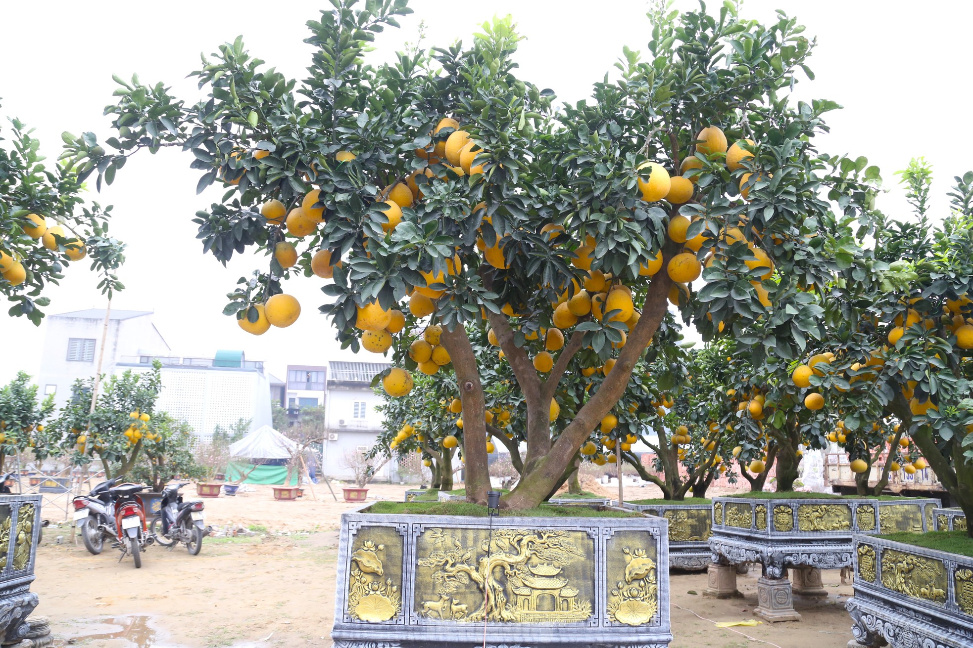 Cây bưởi Diễn thế Tam đa cao hơn 4m, giá 80 triệu đồng xuống phố 'chơi Tết' - Ảnh 3