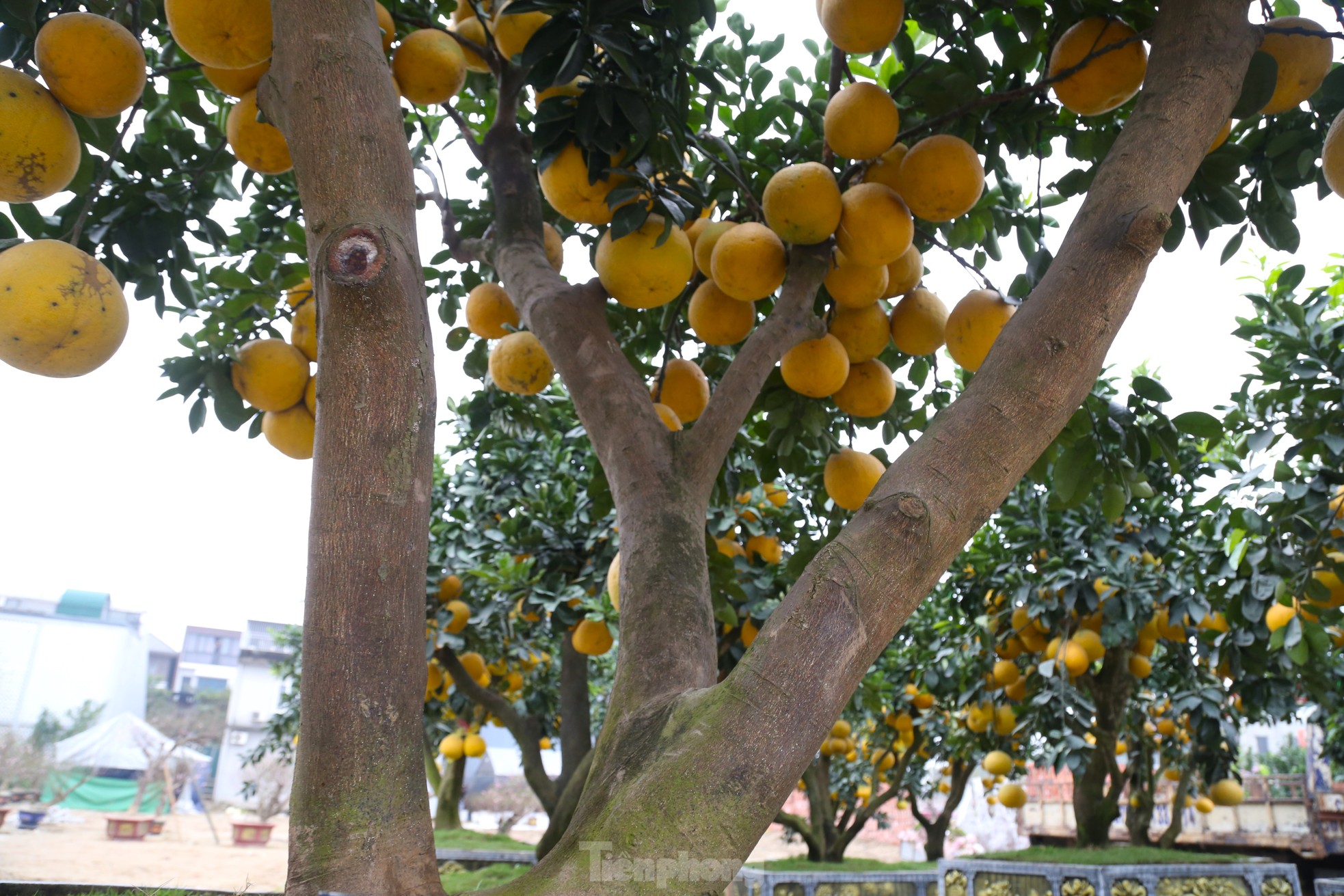 Cây bưởi Diễn thế Tam đa cao hơn 4m, giá 80 triệu đồng xuống phố 'chơi Tết' - Ảnh 4