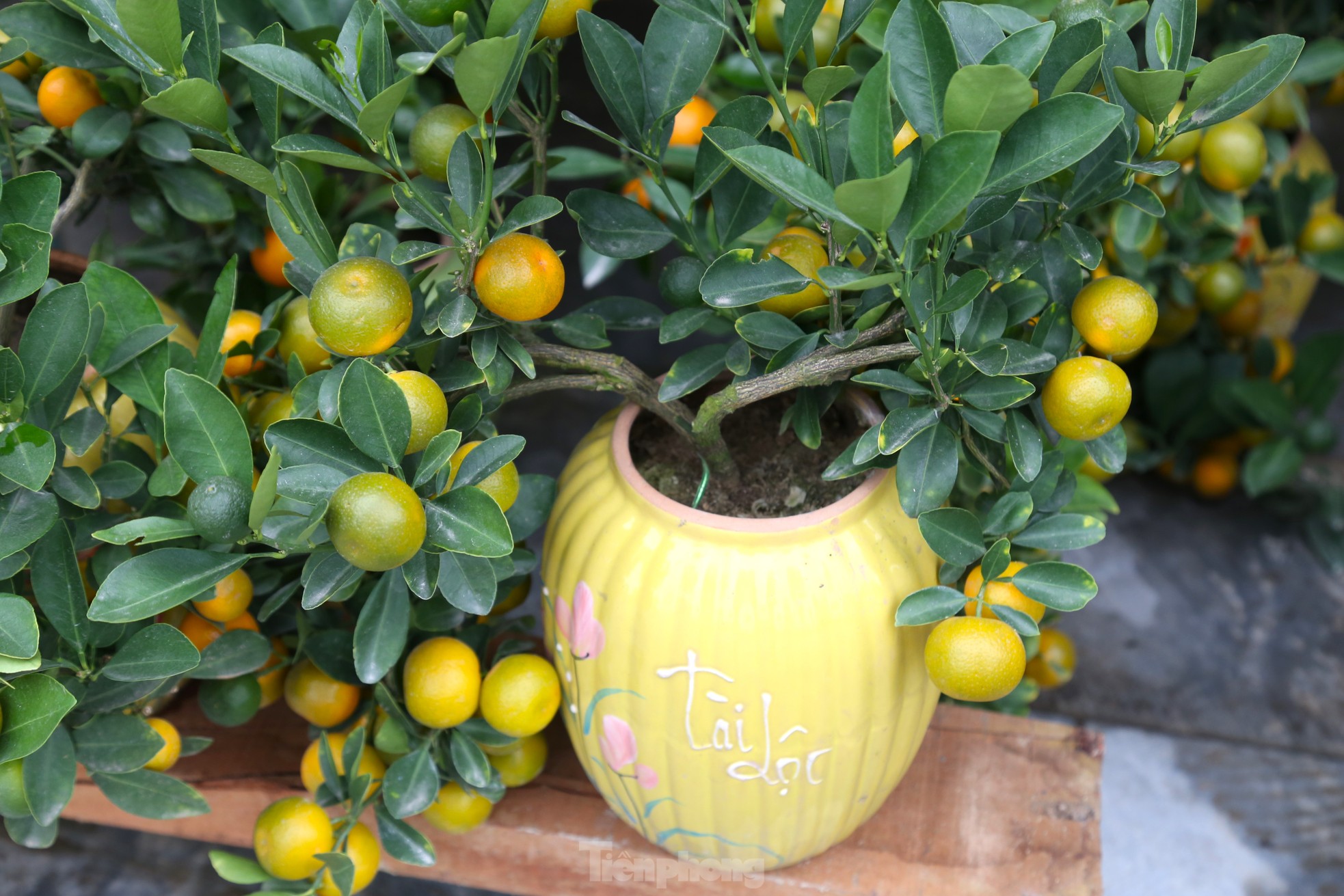 Đào, quất mini đắt khách dịp Tết Nguyên đán - Ảnh 3