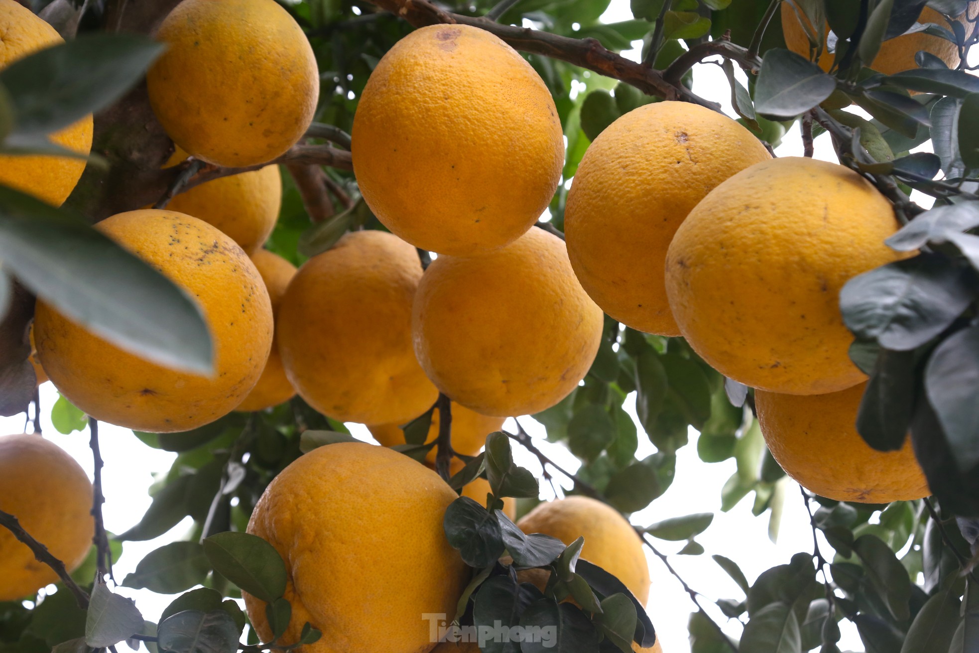 Cây bưởi Diễn thế Tam đa cao hơn 4m, giá 80 triệu đồng xuống phố 'chơi Tết' - Ảnh 5