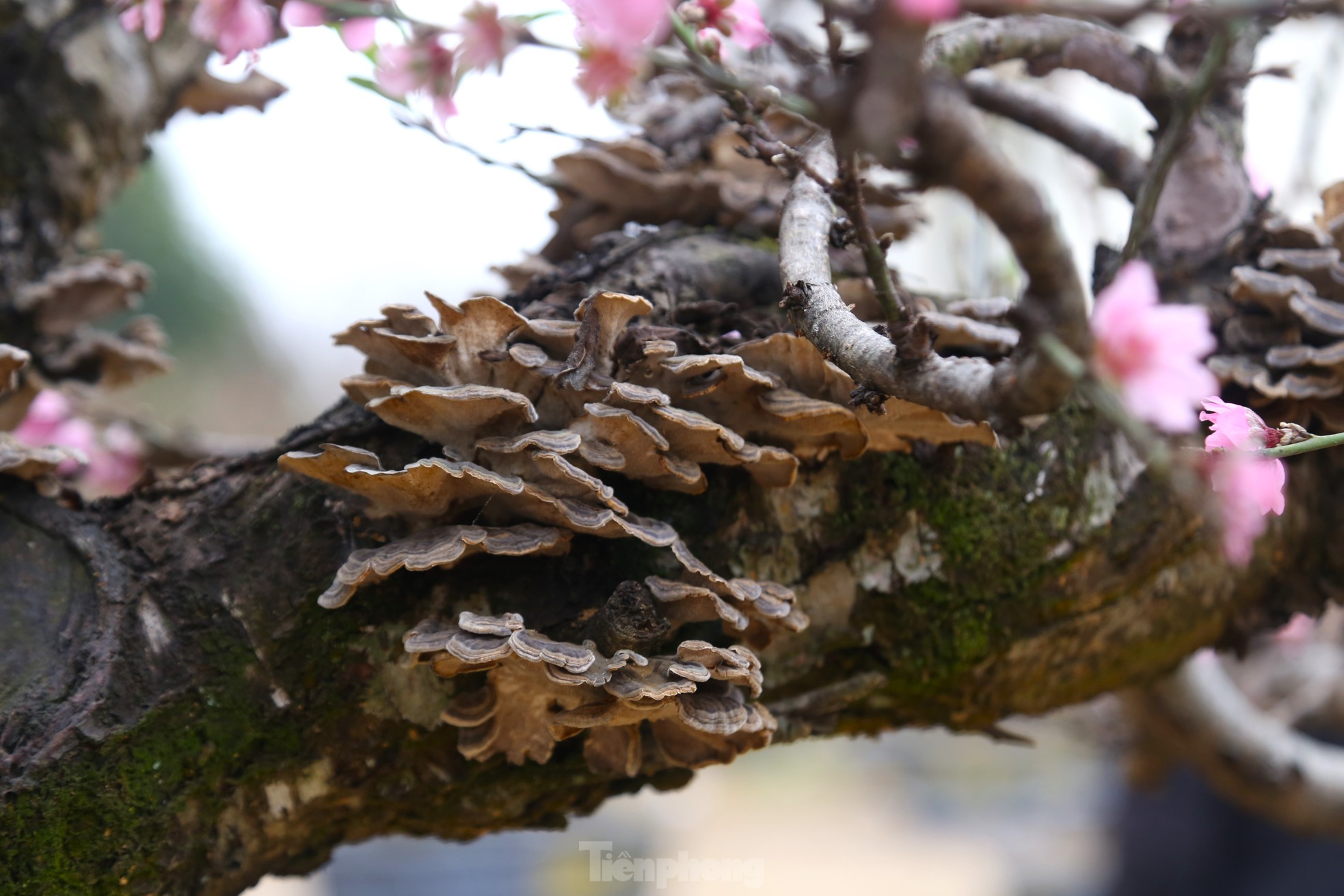 Ngắm những gốc đào cổ thụ nghìn USD xuống phố đón Tết - Ảnh 8