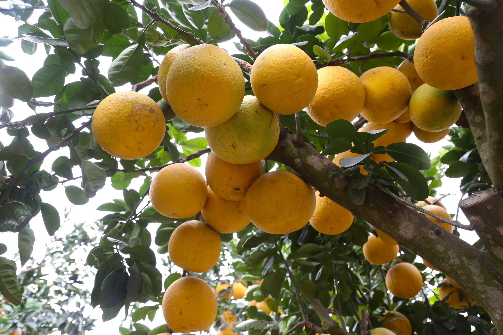 Cây bưởi Diễn thế Tam đa cao hơn 4m, giá 80 triệu đồng xuống phố 'chơi Tết' - Ảnh 6