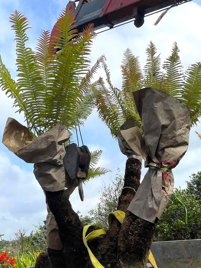 Loài cây mọc dại bờ tường nay làm cảnh giá tiền triệu được săn lùng dịp Tết - Ảnh 4