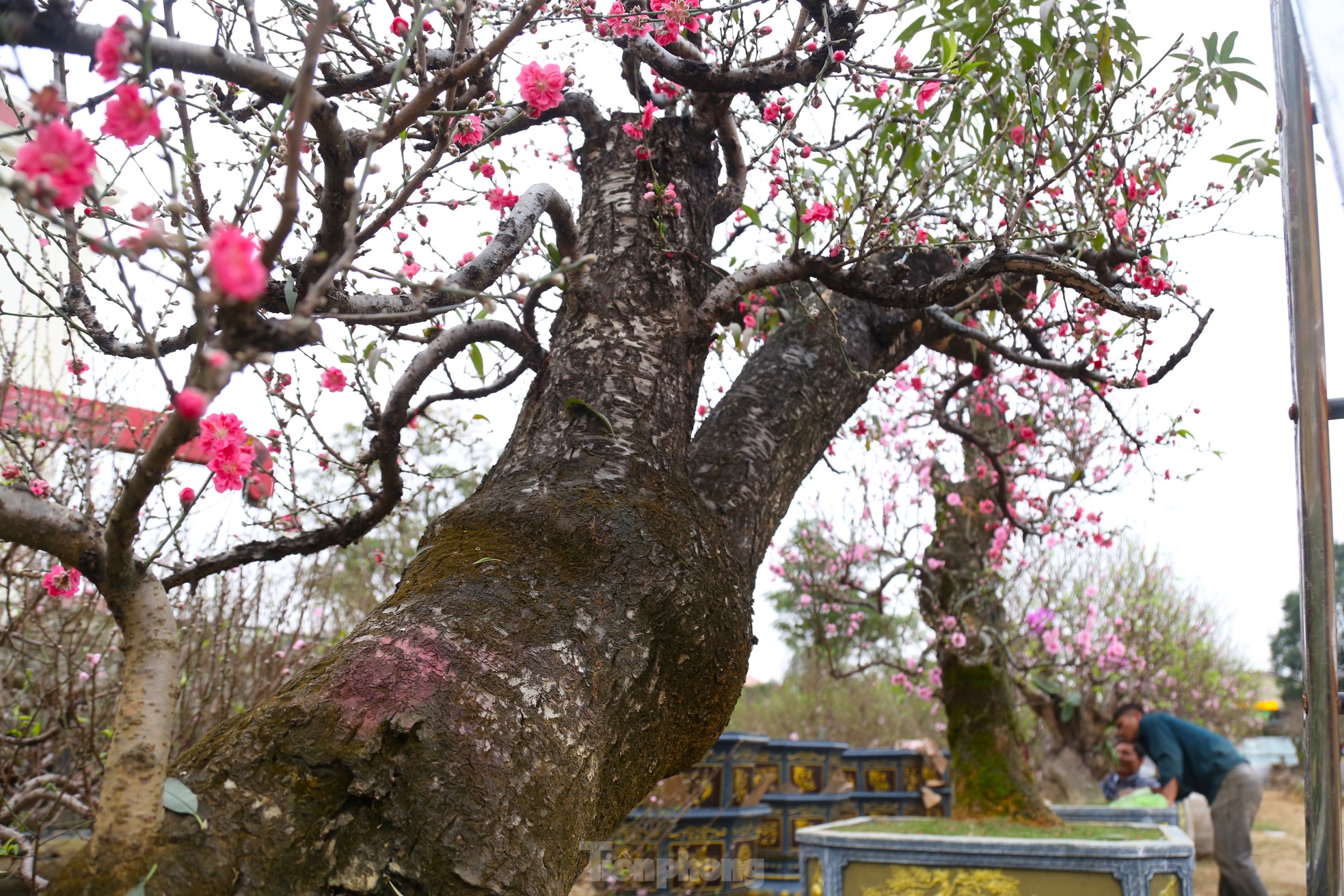 Ngắm những gốc đào cổ thụ nghìn USD xuống phố đón Tết - Ảnh 3