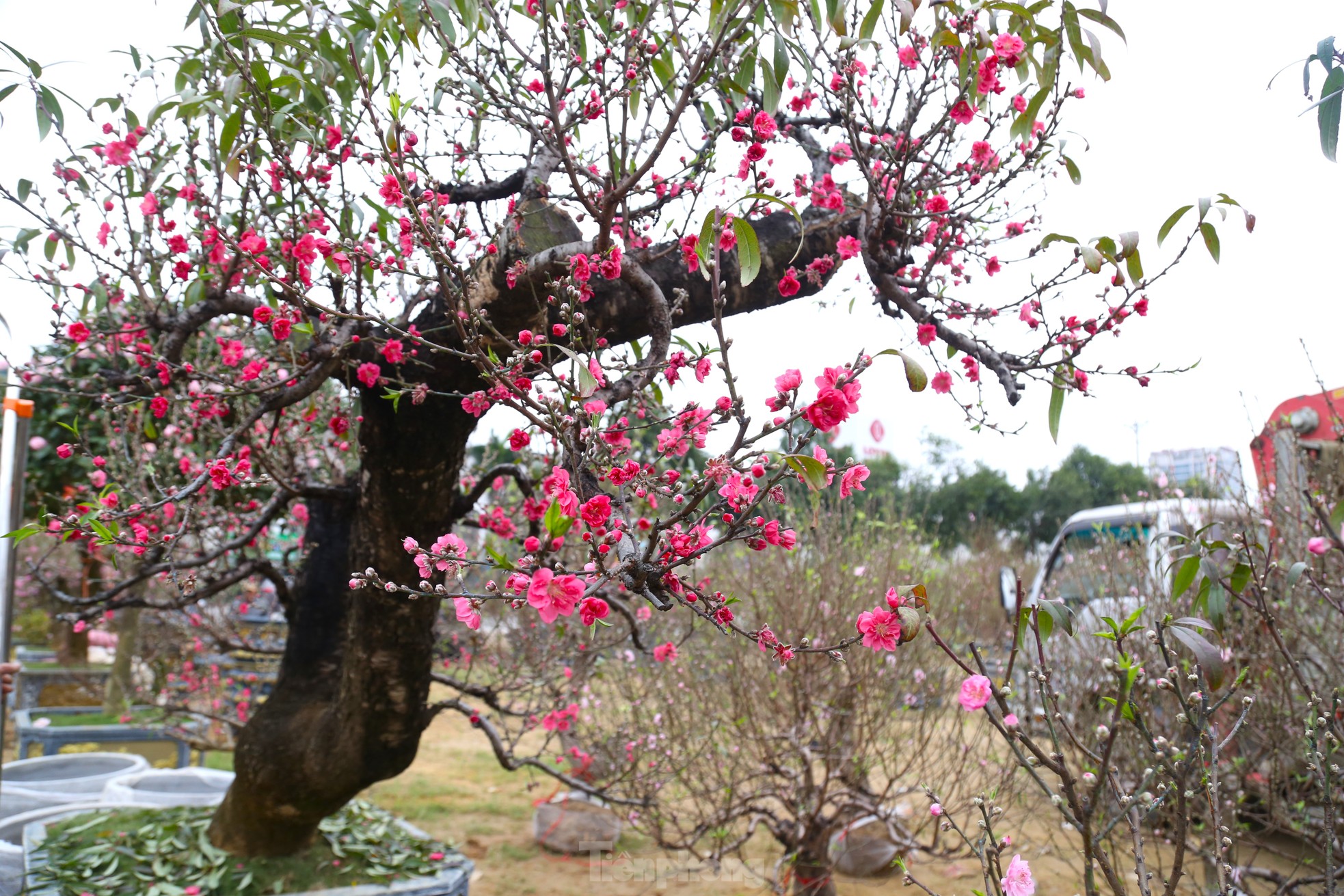 Ngắm những gốc đào cổ thụ nghìn USD xuống phố đón Tết - Ảnh 6