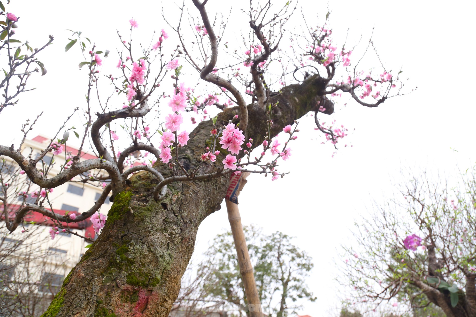 Ngắm những gốc đào cổ thụ nghìn USD xuống phố đón Tết - Ảnh 9