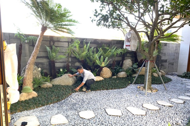 Loài cây mọc dại bờ tường nay làm cảnh giá tiền triệu được săn lùng dịp Tết - Ảnh 1