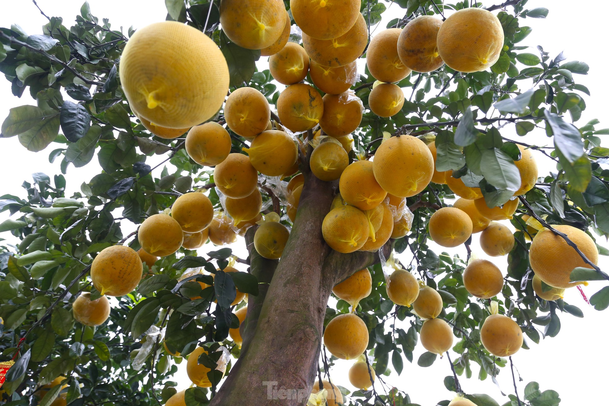 Cây bưởi Diễn thế Tam đa cao hơn 4m, giá 80 triệu đồng xuống phố 'chơi Tết' - Ảnh 10