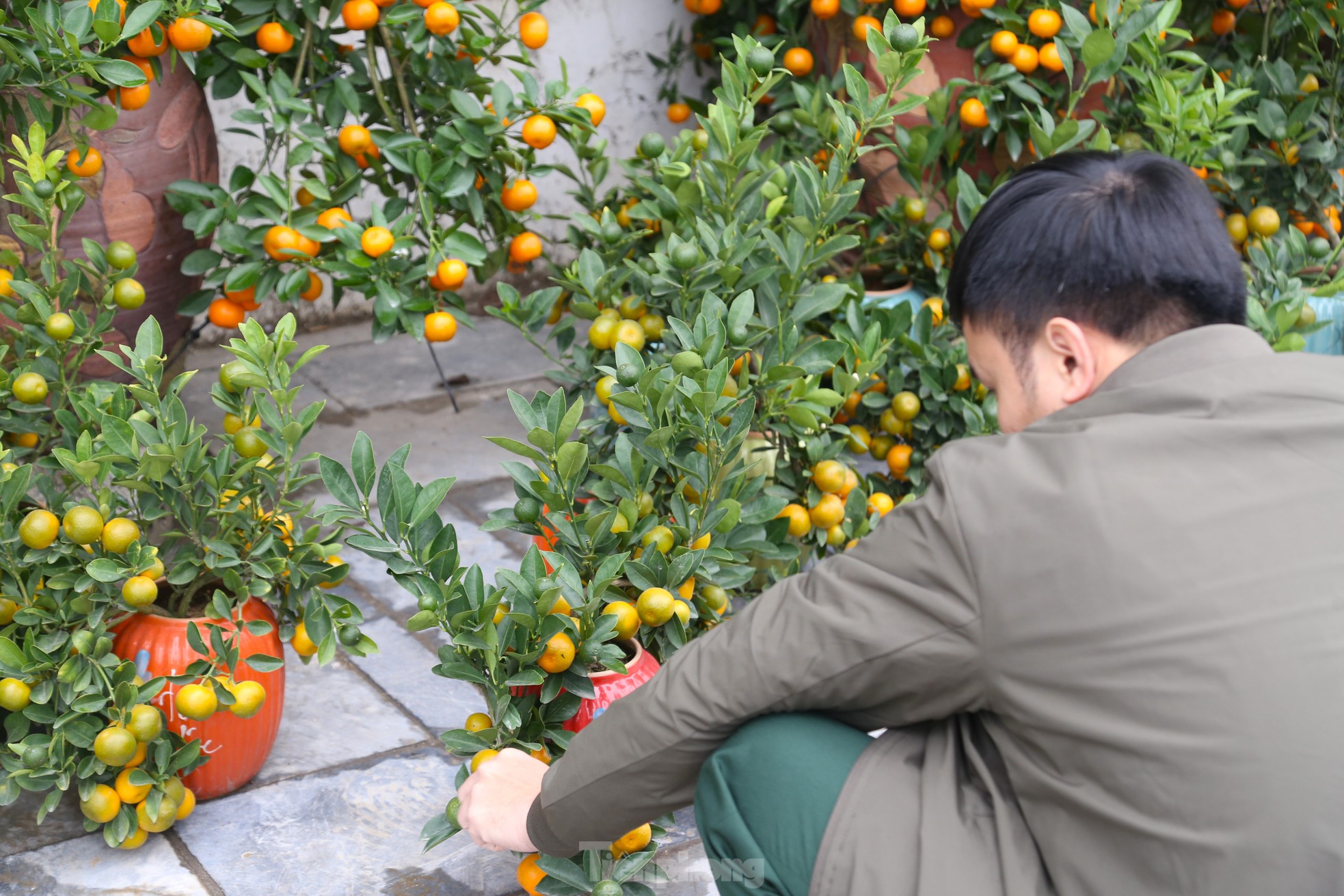 Đào, quất mini đắt khách dịp Tết Nguyên đán - Ảnh 6