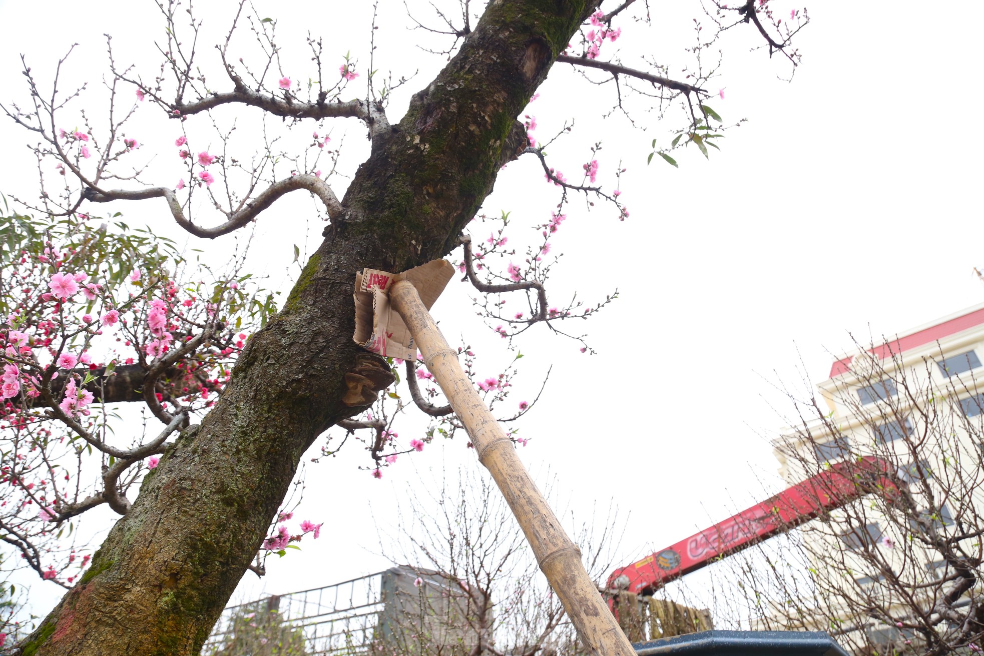 Ngắm những gốc đào cổ thụ nghìn USD xuống phố đón Tết - Ảnh 10