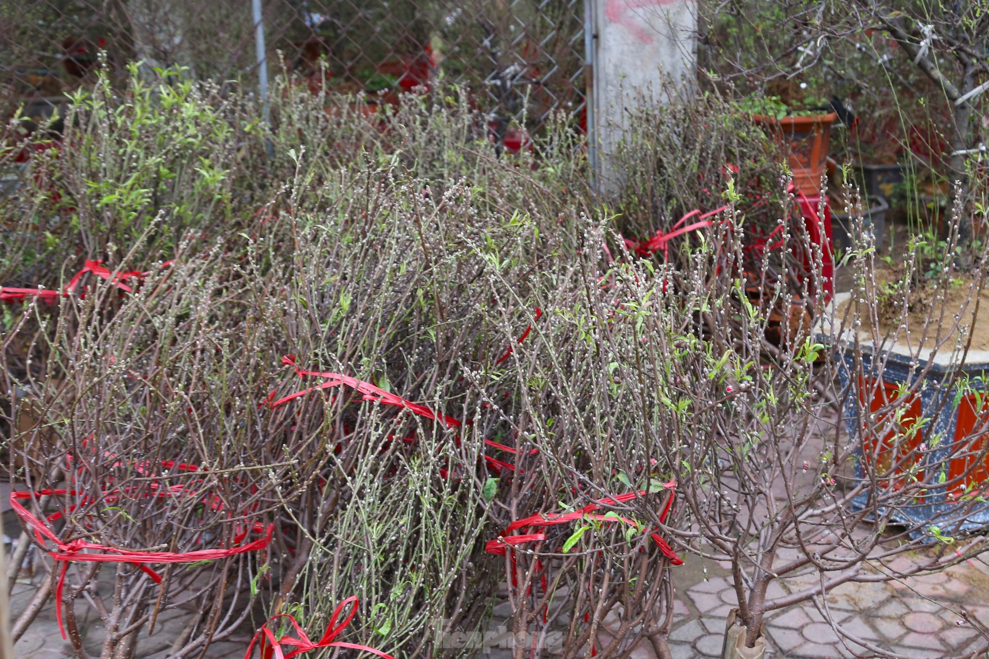 Đào, quất mini đắt khách dịp Tết Nguyên đán - Ảnh 10