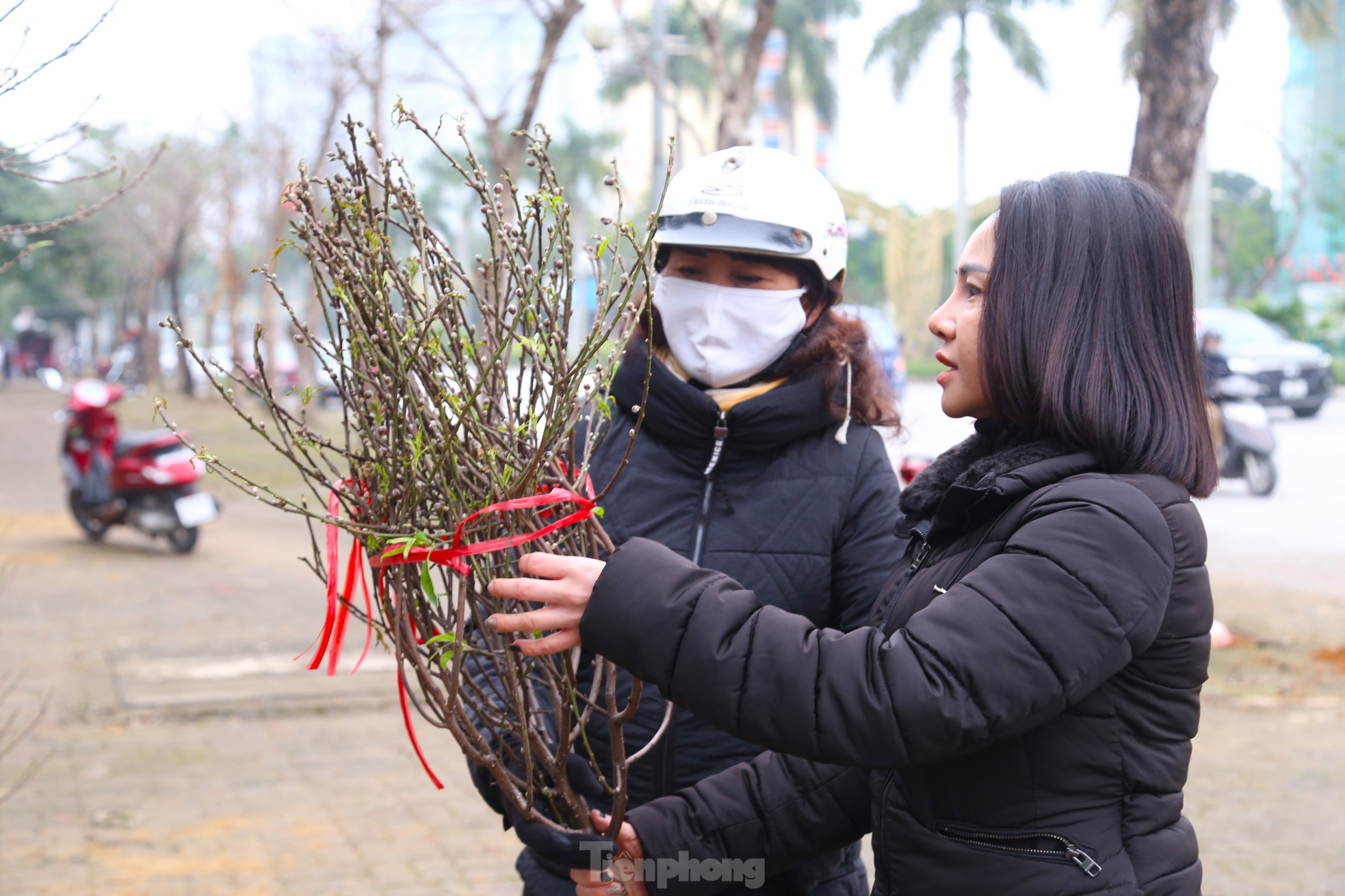 Đào, quất mini đắt khách dịp Tết Nguyên đán - Ảnh 11