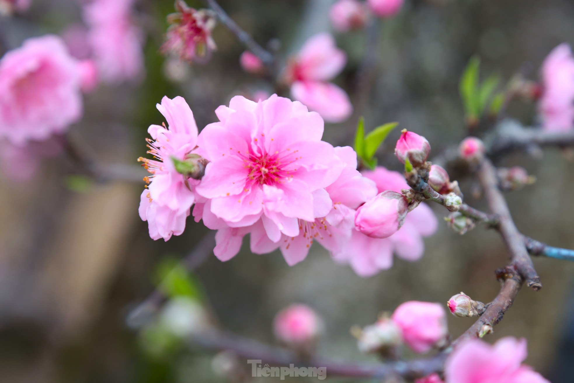 Ngắm những gốc đào cổ thụ nghìn USD xuống phố đón Tết - Ảnh 11