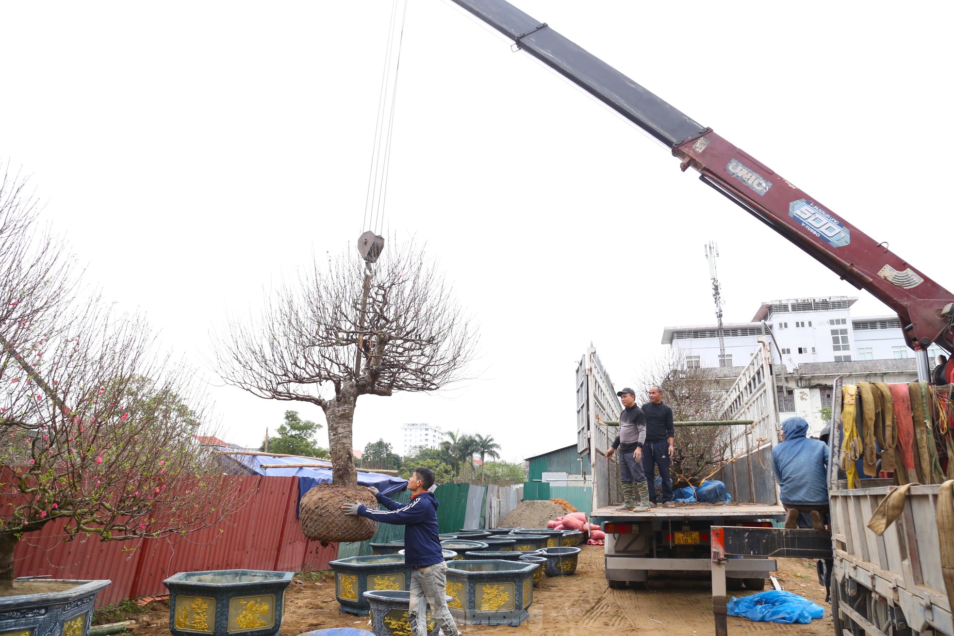 Ngắm những gốc đào cổ thụ nghìn USD xuống phố đón Tết - Ảnh 17