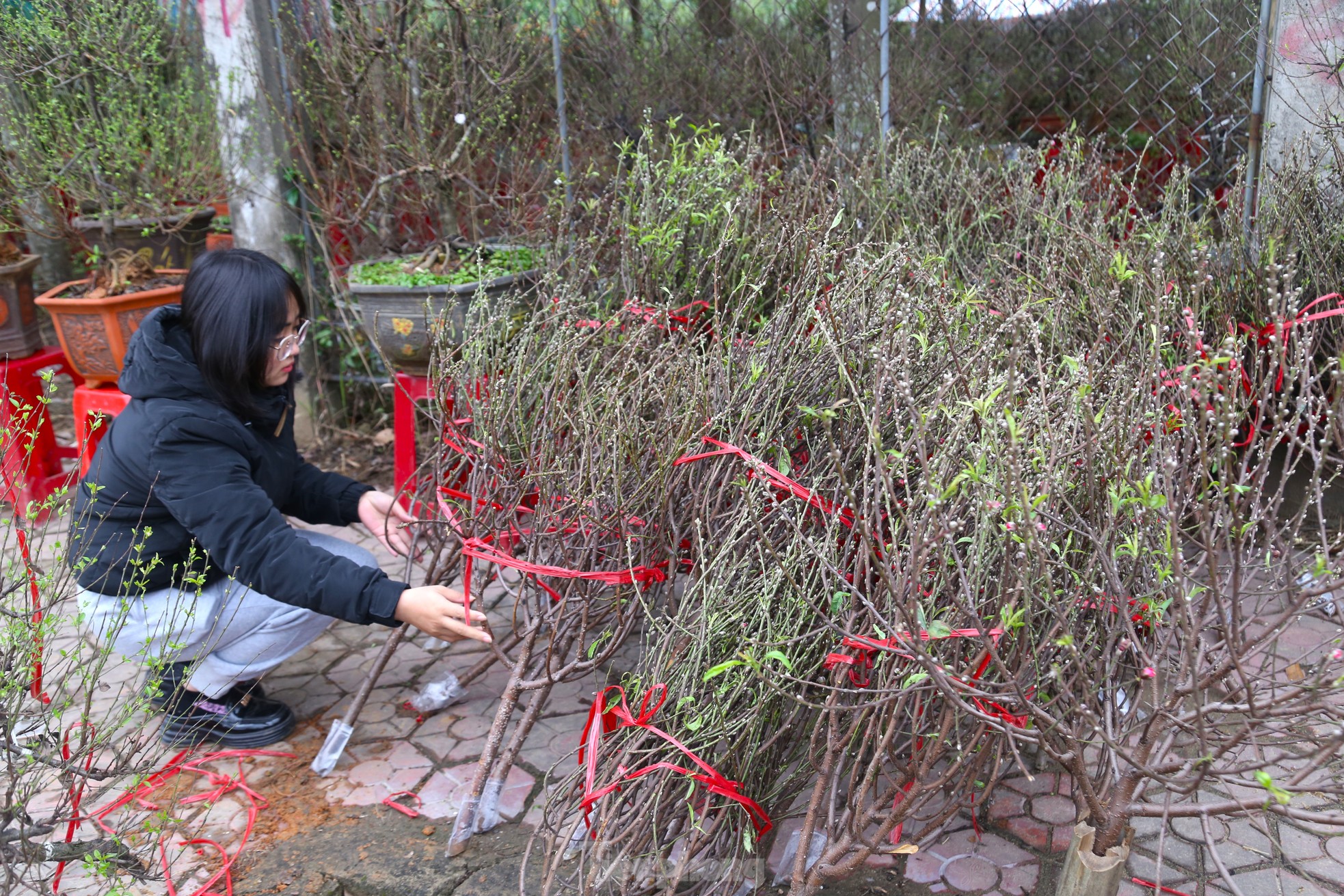 Đào, quất mini đắt khách dịp Tết Nguyên đán - Ảnh 8