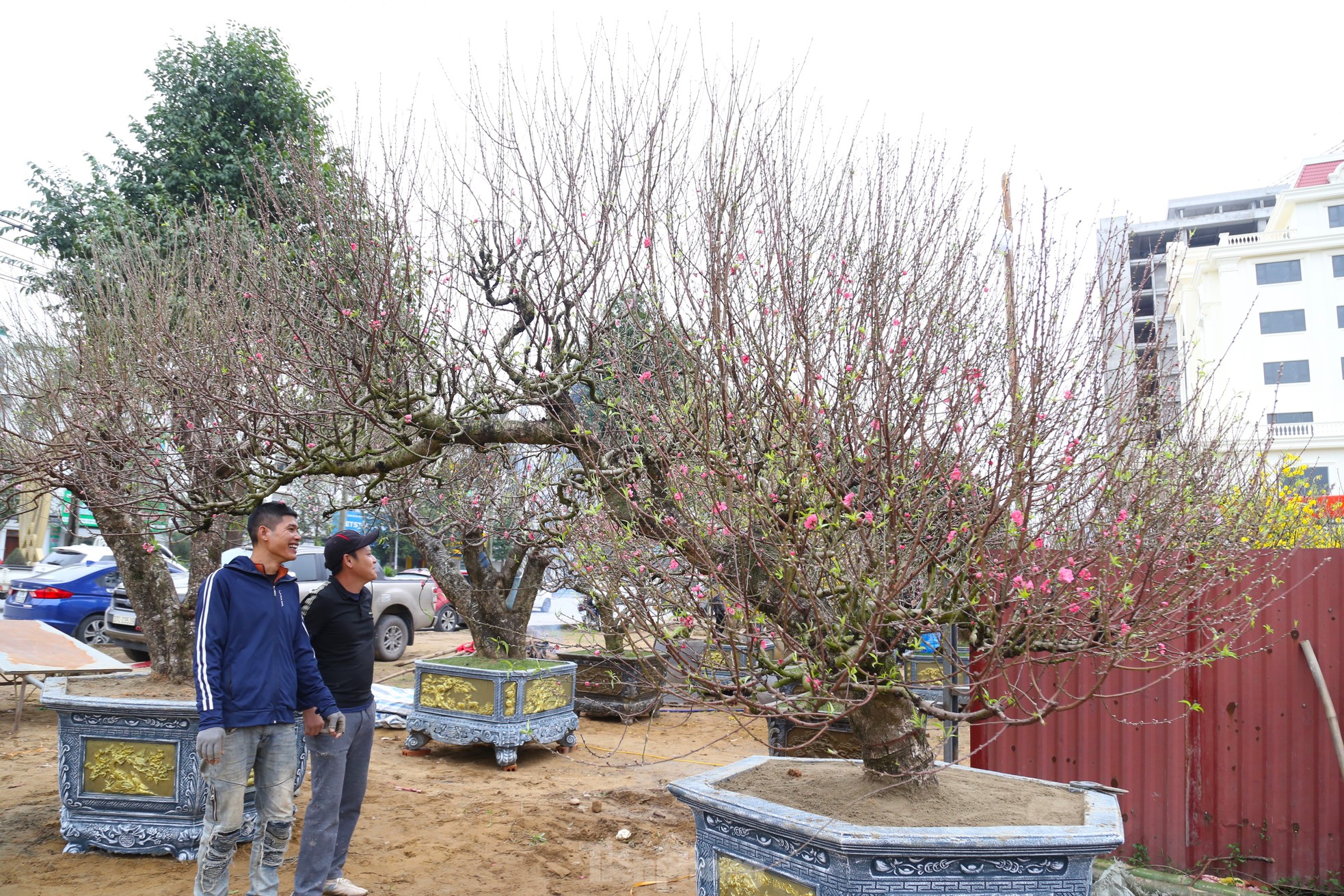 Ngắm những gốc đào cổ thụ nghìn USD xuống phố đón Tết - Ảnh 2