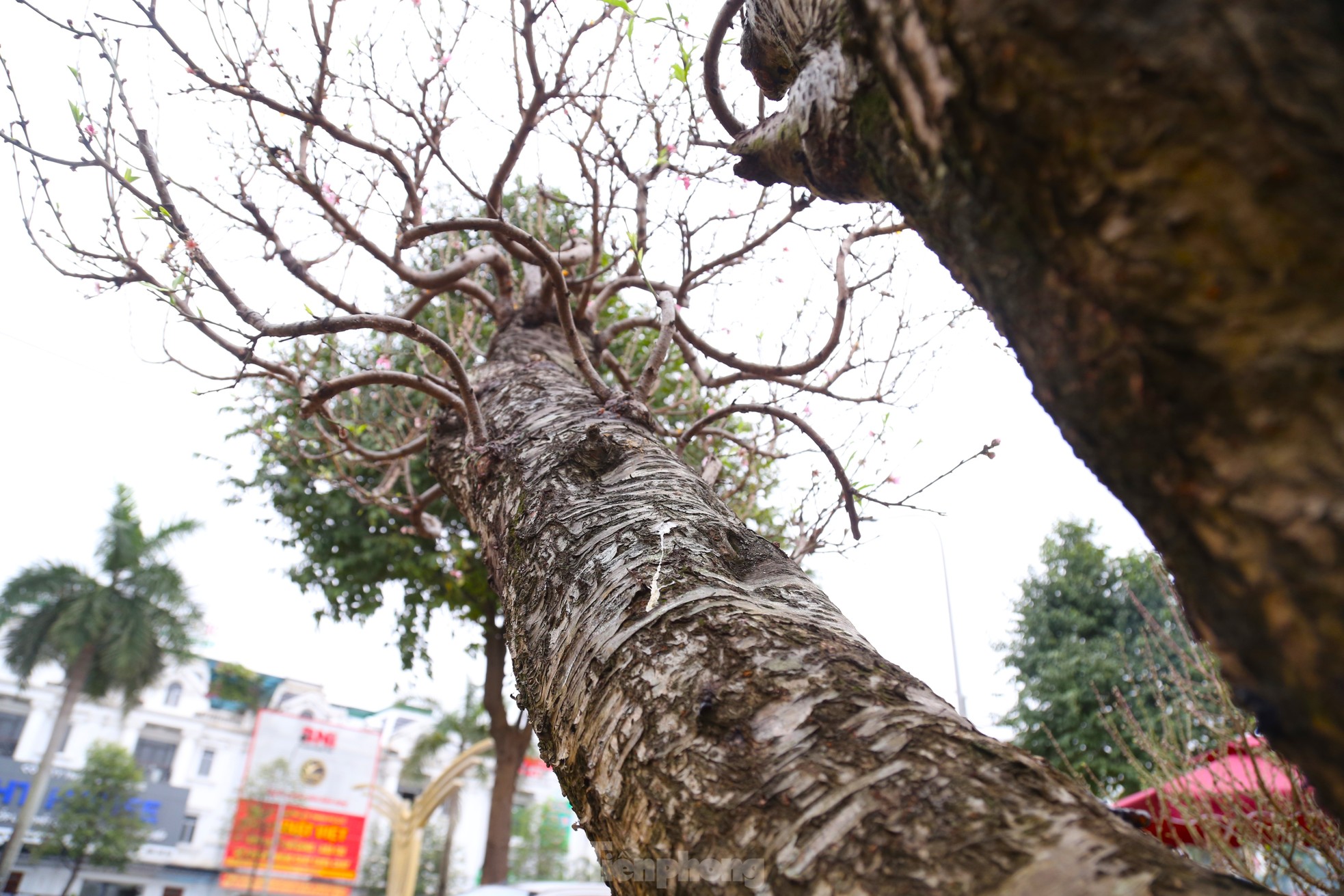 Ngắm những gốc đào cổ thụ nghìn USD xuống phố đón Tết - Ảnh 4