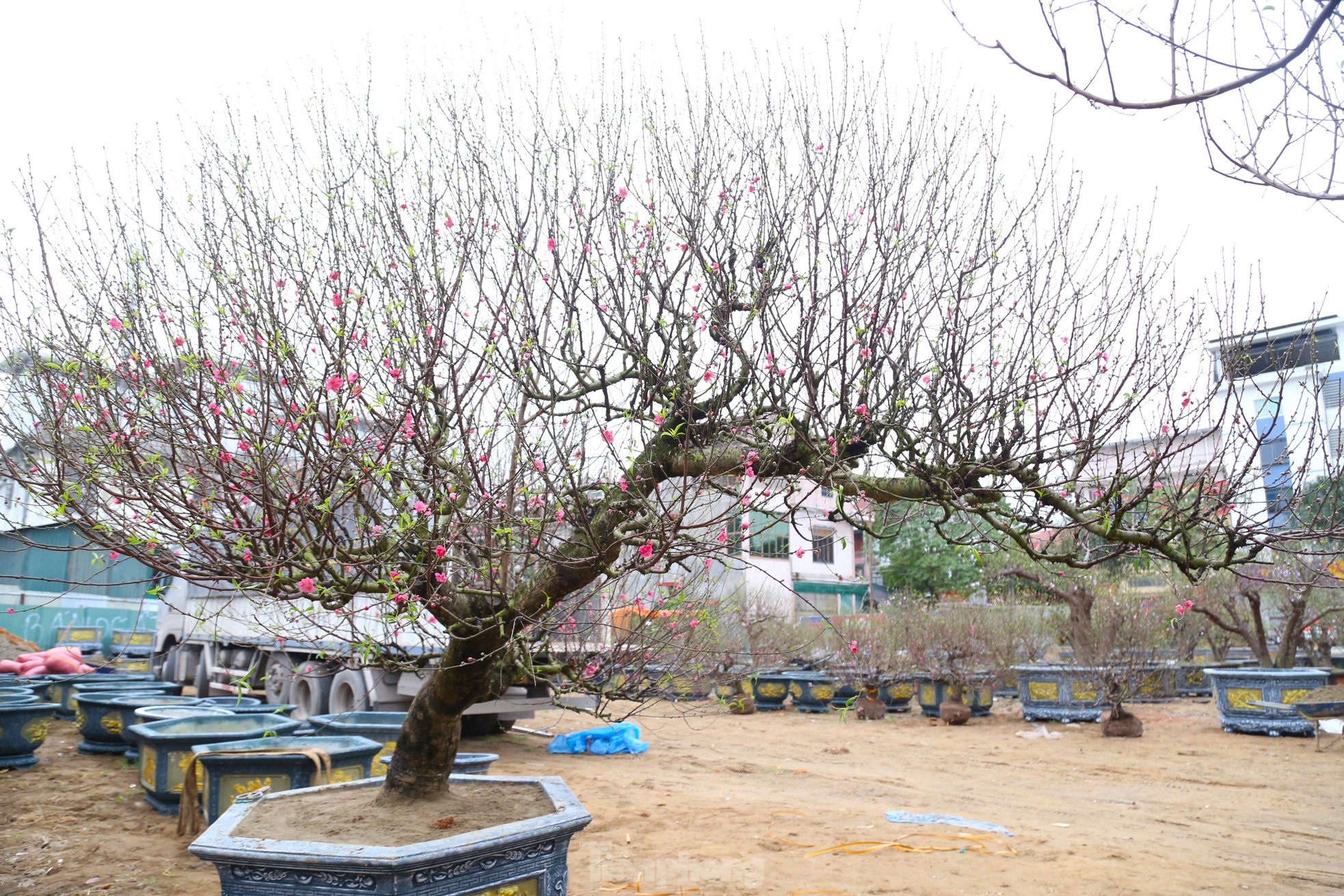 Ngắm những gốc đào cổ thụ nghìn USD xuống phố đón Tết - Ảnh 14
