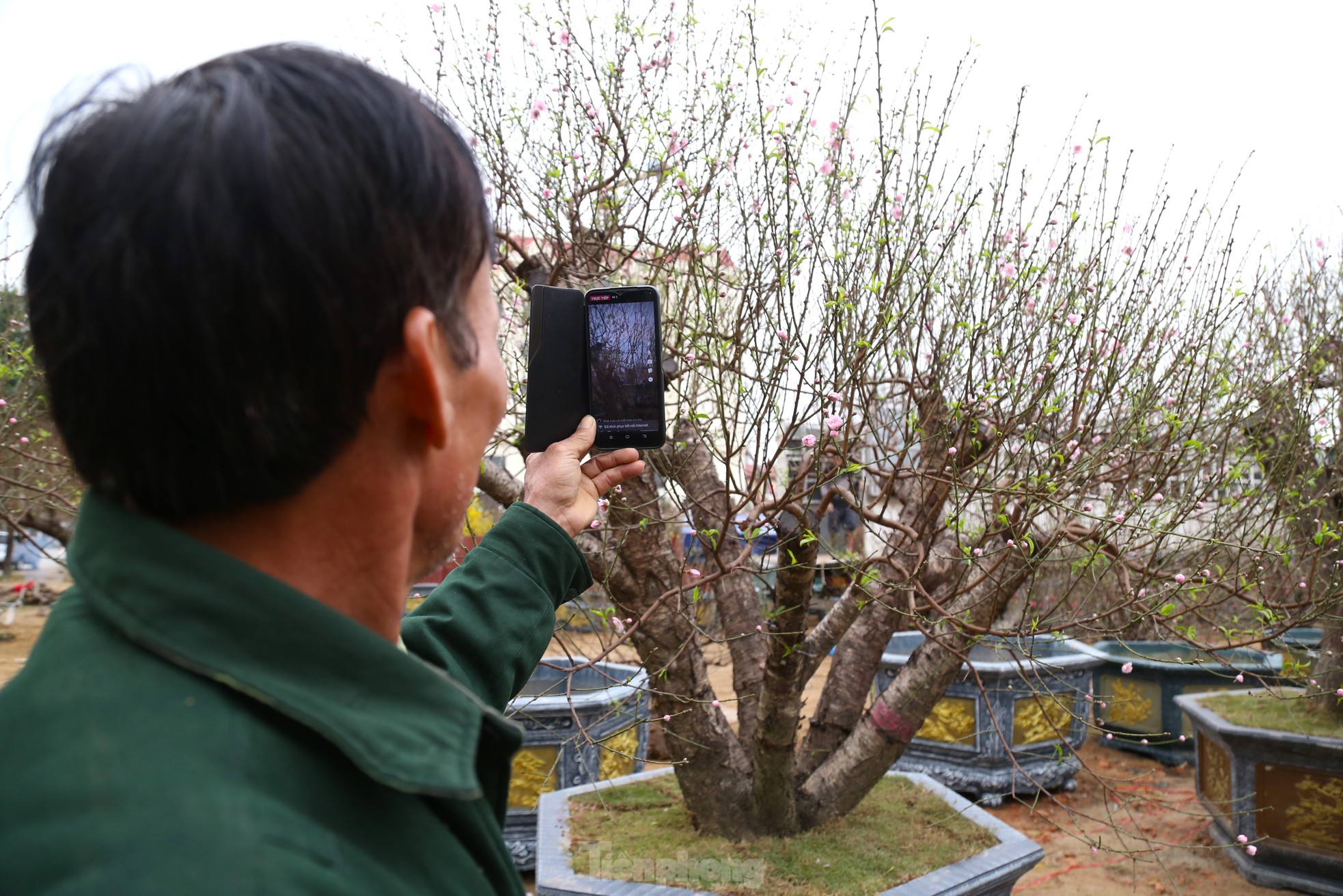 Ngắm những gốc đào cổ thụ nghìn USD xuống phố đón Tết - Ảnh 13