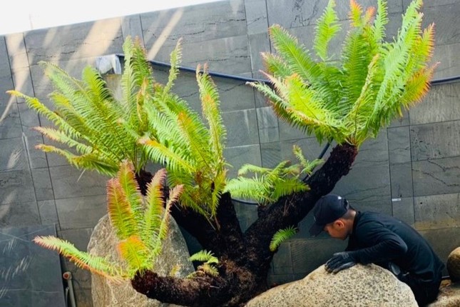 Loài cây mọc dại bờ tường nay làm cảnh giá tiền triệu được săn lùng dịp Tết - Ảnh 5