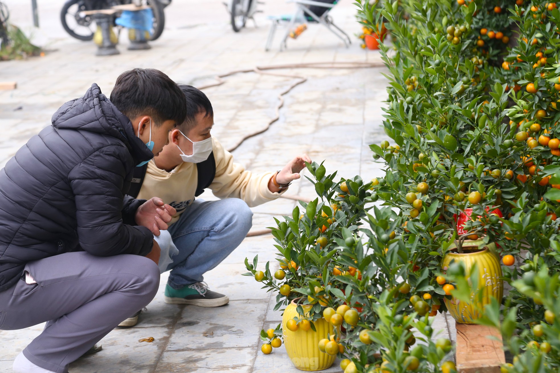 Đào, quất mini đắt khách dịp Tết Nguyên đán - Ảnh 5