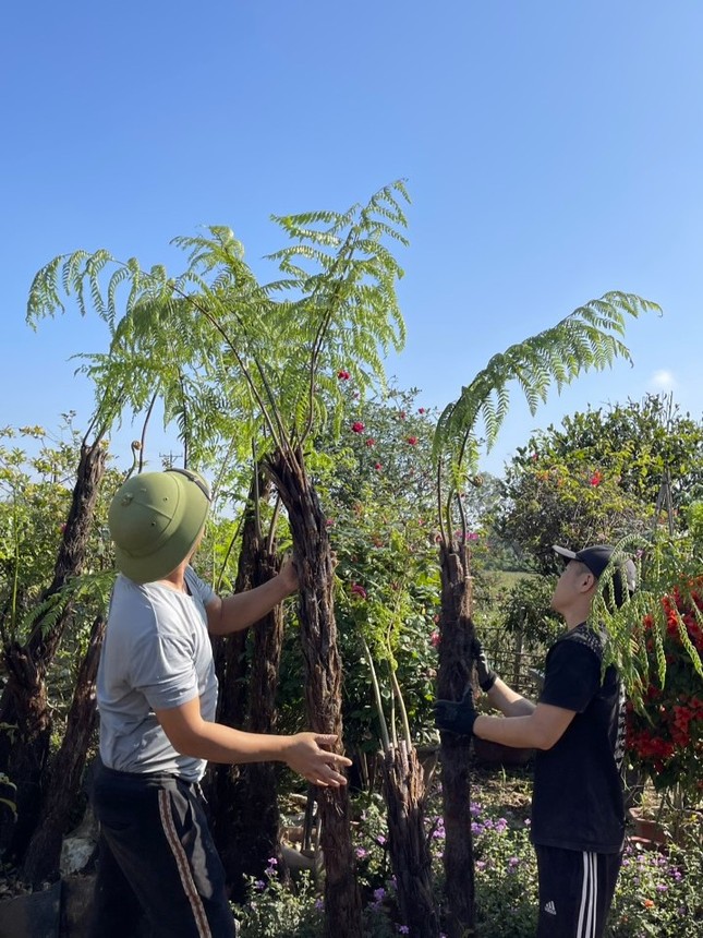 Loài cây mọc dại bờ tường nay làm cảnh giá tiền triệu được săn lùng dịp Tết - Ảnh 3