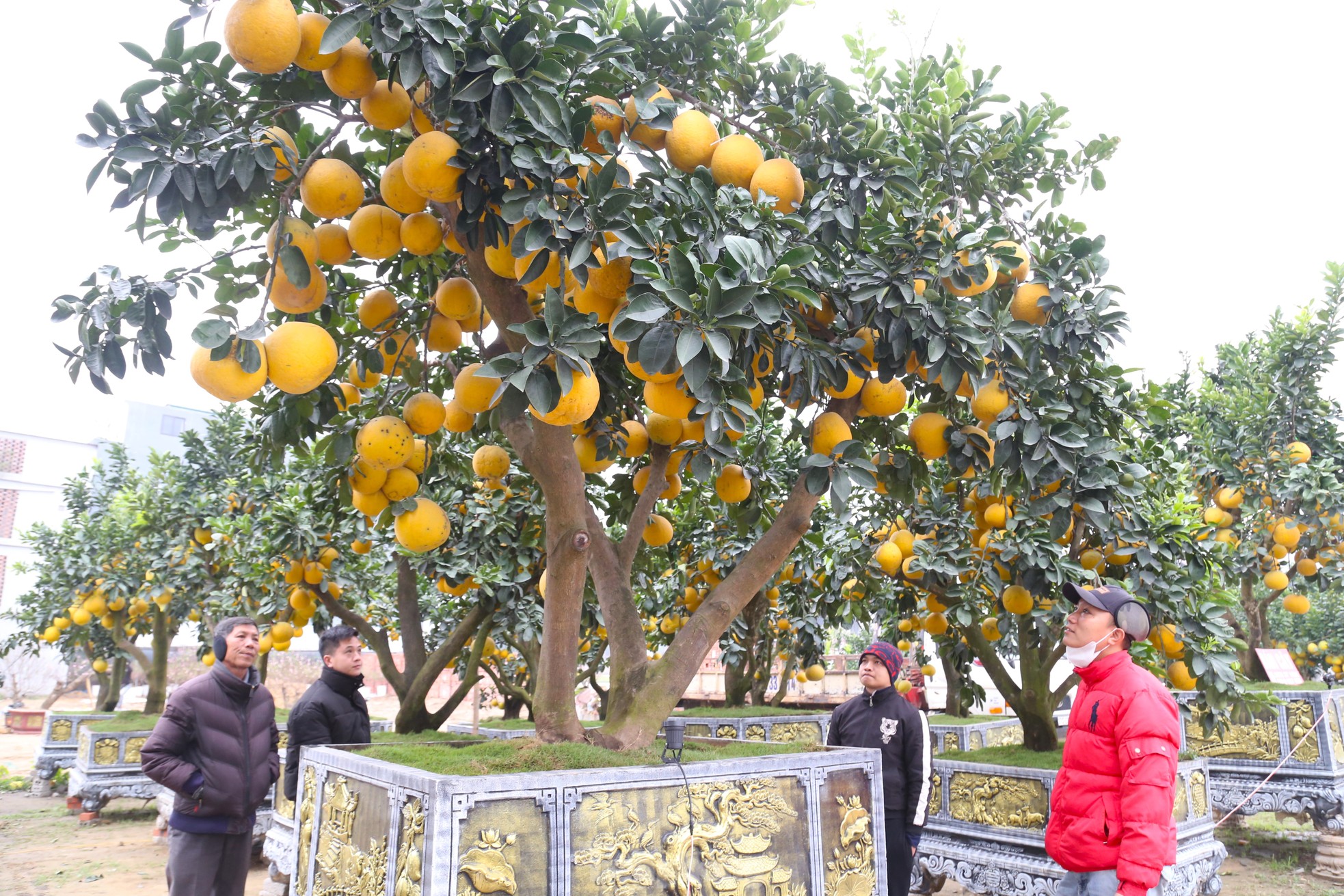Cây bưởi Diễn thế Tam đa cao hơn 4m, giá 80 triệu đồng xuống phố 'chơi Tết' - Ảnh 7