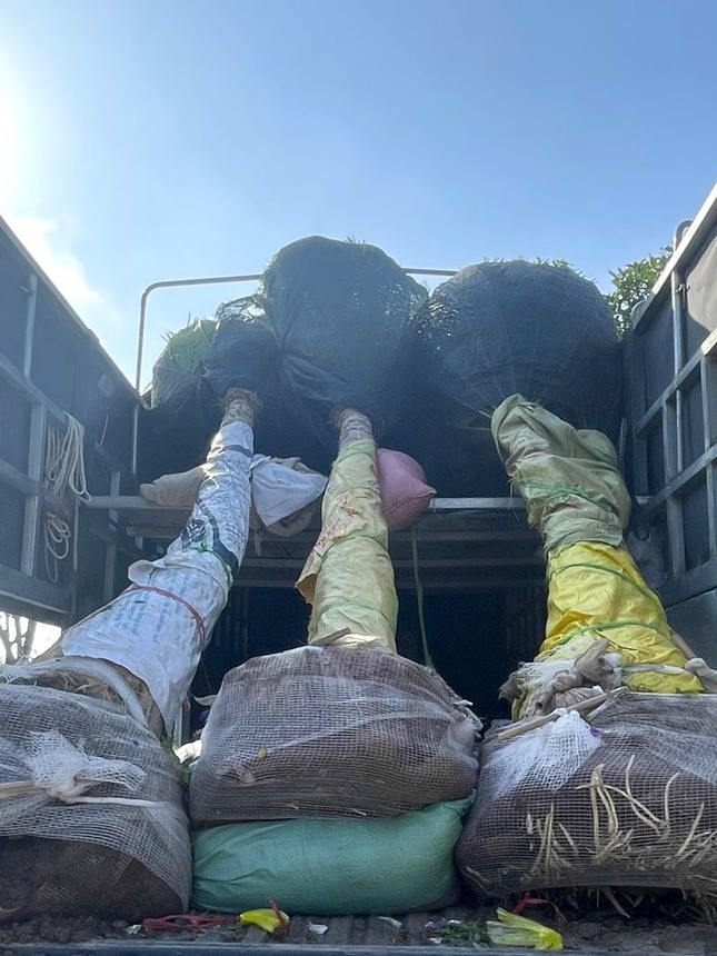 Loài cây mọc dại bờ tường nay làm cảnh giá tiền triệu được săn lùng dịp Tết - Ảnh 7