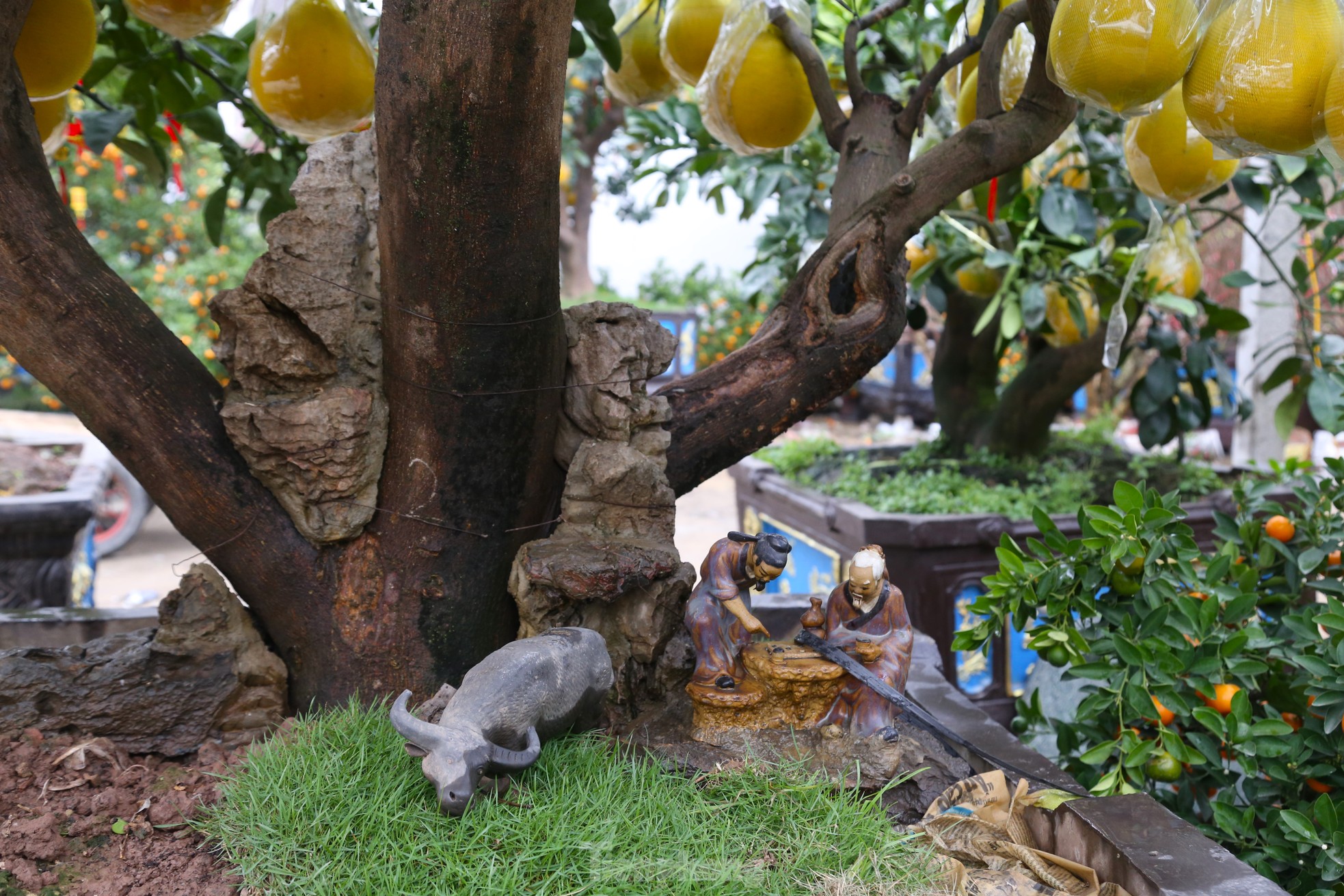 Cây bưởi Diễn thế Tam đa cao hơn 4m, giá 80 triệu đồng xuống phố 'chơi Tết' - Ảnh 11