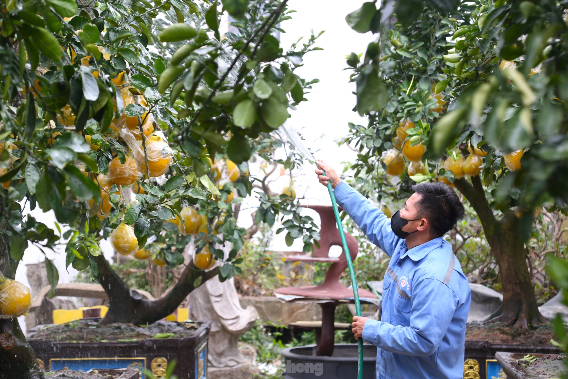 Cây bưởi Diễn thế Tam đa cao hơn 4m, giá 80 triệu đồng xuống phố 'chơi Tết' - Ảnh 12