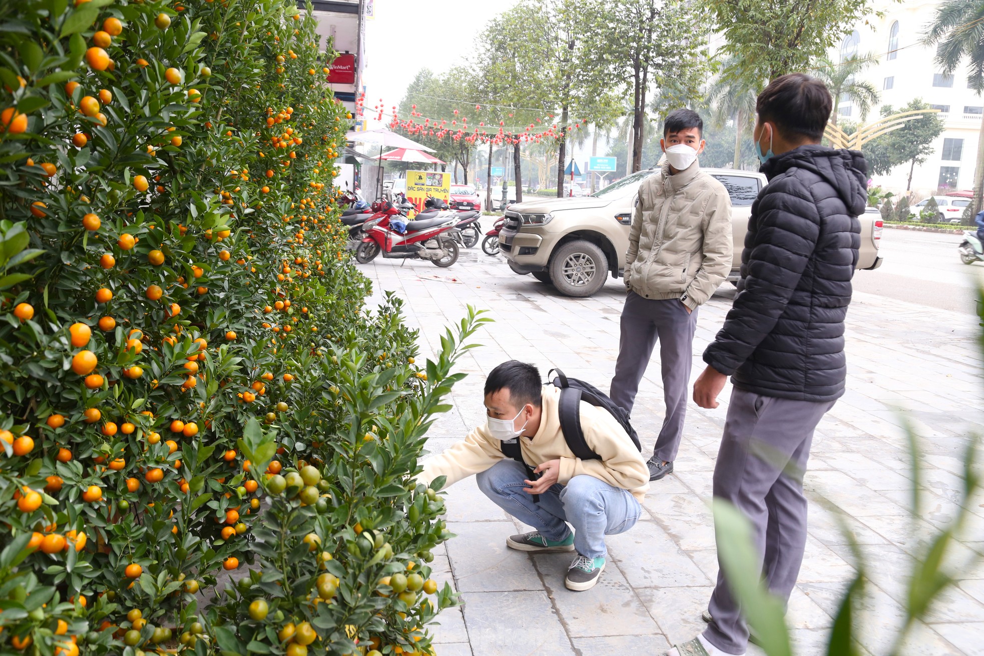 Đào, quất mini đắt khách dịp Tết Nguyên đán - Ảnh 1