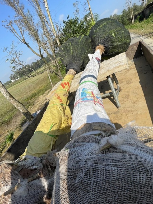 Loài cây mọc dại bờ tường nay làm cảnh giá tiền triệu được săn lùng dịp Tết - Ảnh 6