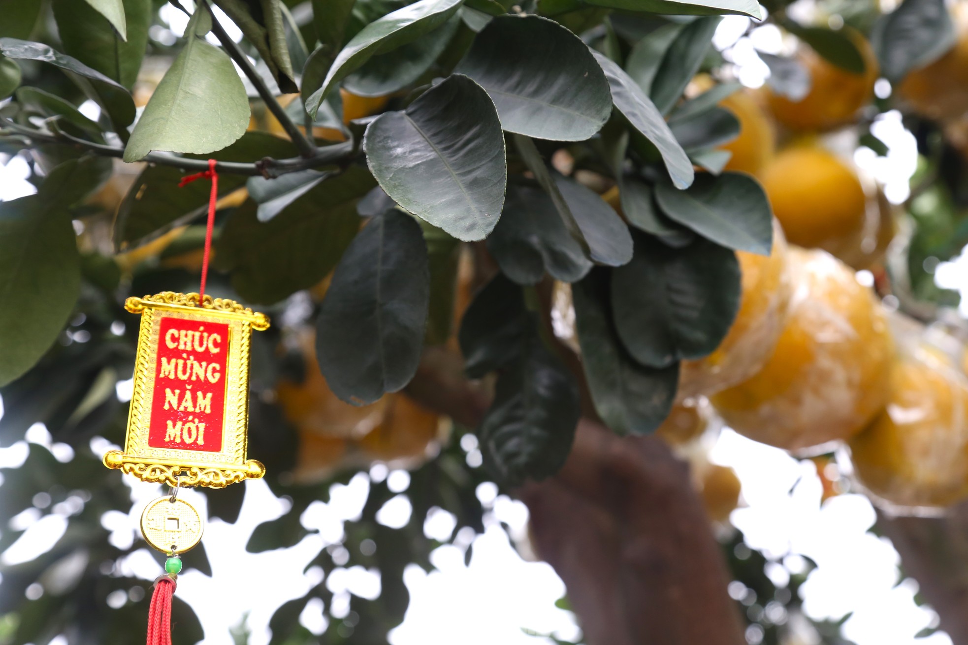 Cây bưởi Diễn thế Tam đa cao hơn 4m, giá 80 triệu đồng xuống phố 'chơi Tết' - Ảnh 9