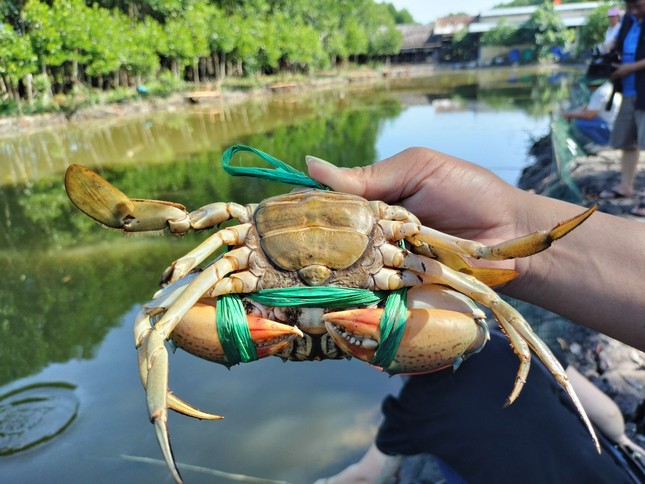 Đặc sản cua Cà Mau tăng giá dịp Tết dương lịch - Ảnh 1