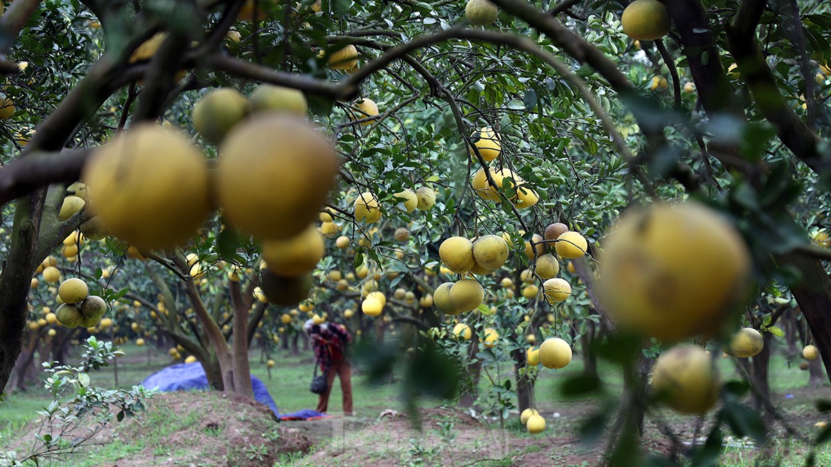 Tất bật thu hoạch giống bưởi đặc sản Thủ đô phục vụ Tết Nguyên đán - Ảnh 3