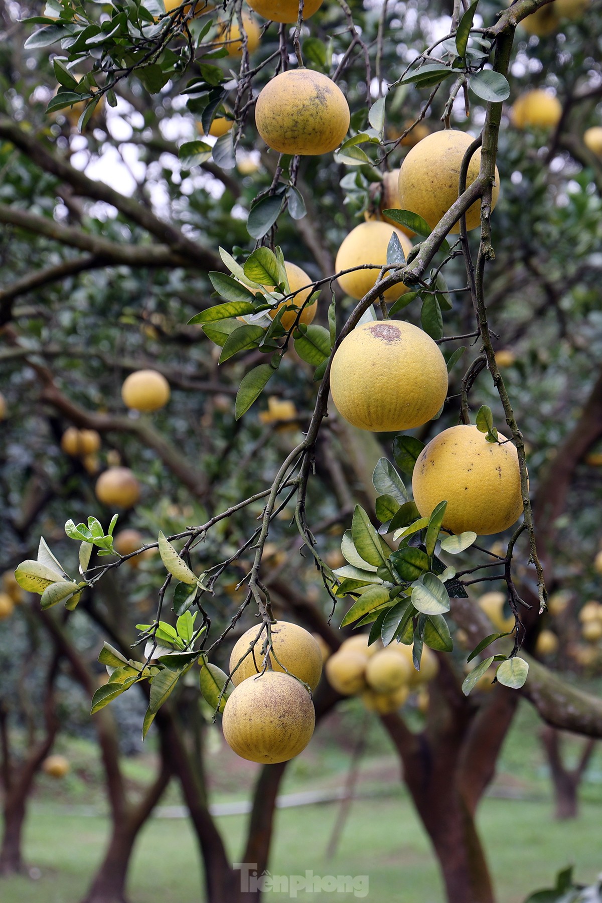 Tất bật thu hoạch giống bưởi đặc sản Thủ đô phục vụ Tết Nguyên đán - Ảnh 4