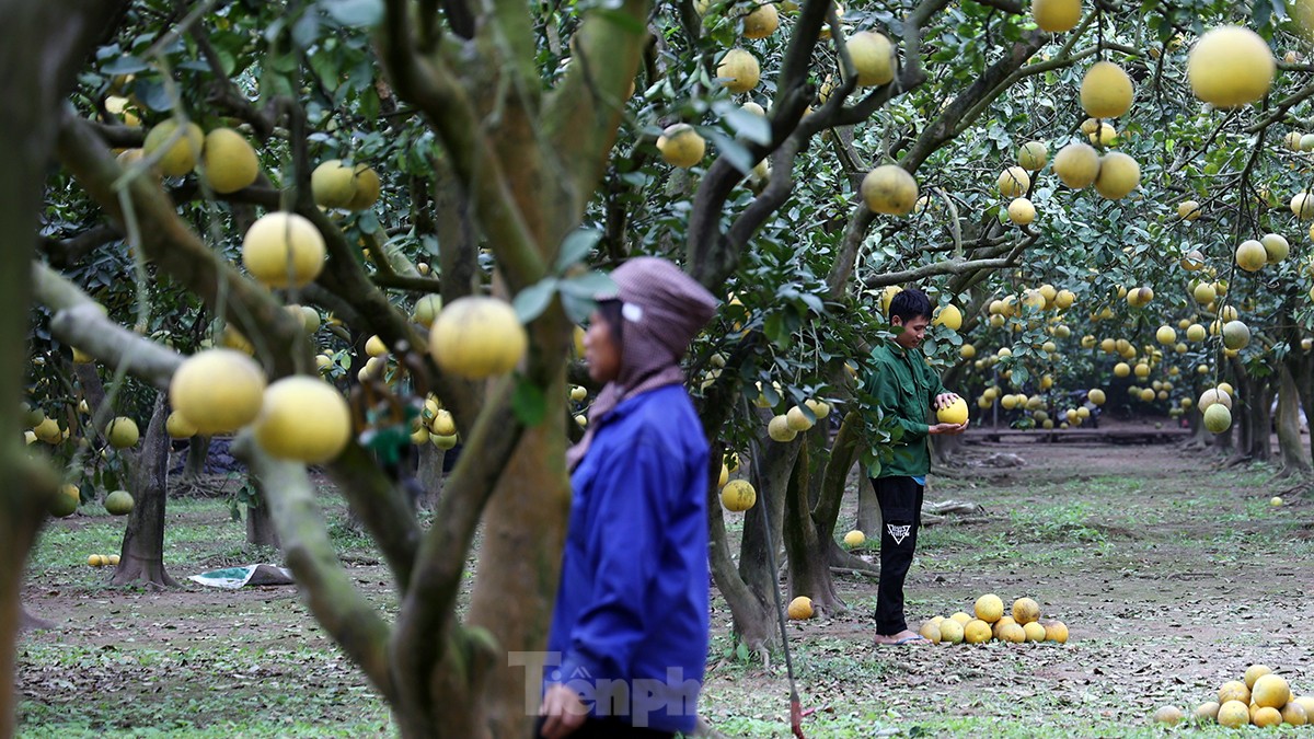 Tất bật thu hoạch giống bưởi đặc sản Thủ đô phục vụ Tết Nguyên đán - Ảnh 5