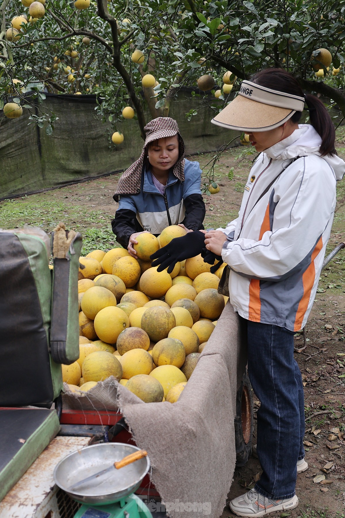 Tất bật thu hoạch giống bưởi đặc sản Thủ đô phục vụ Tết Nguyên đán - Ảnh 6