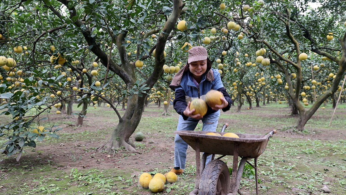 Tất bật thu hoạch giống bưởi đặc sản Thủ đô phục vụ Tết Nguyên đán - Ảnh 8