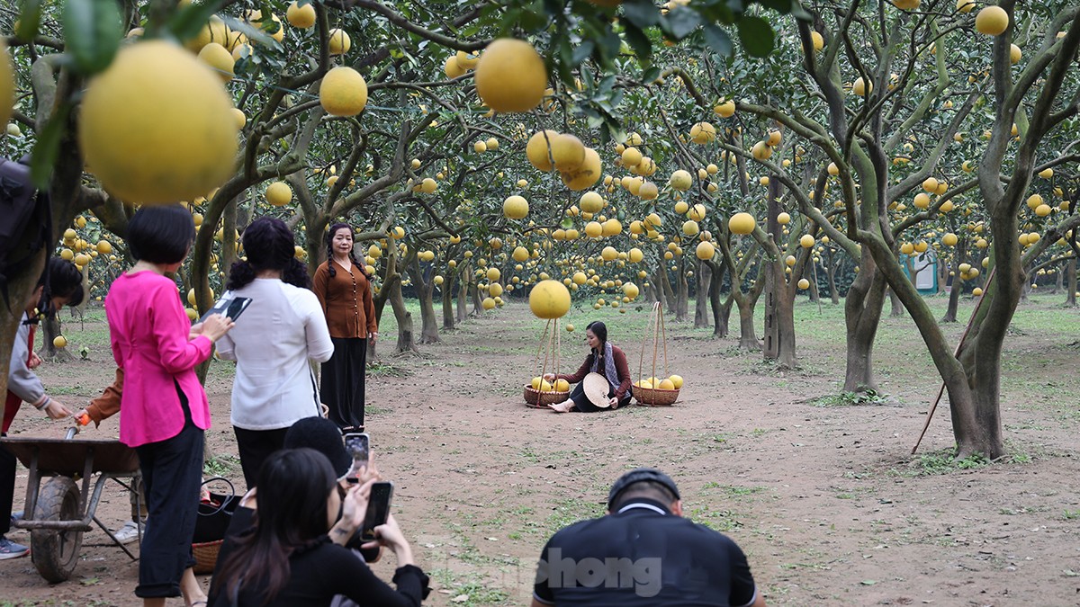 Tất bật thu hoạch giống bưởi đặc sản Thủ đô phục vụ Tết Nguyên đán - Ảnh 9