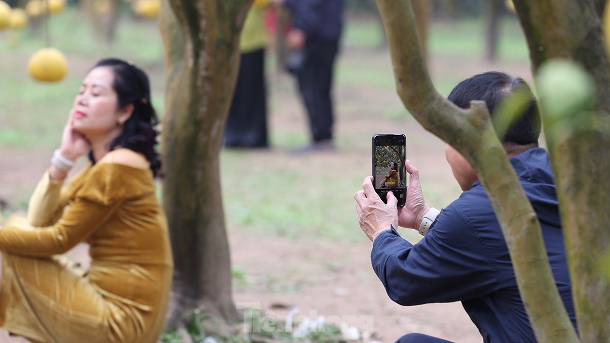 Tất bật thu hoạch giống bưởi đặc sản Thủ đô phục vụ Tết Nguyên đán - Ảnh 10