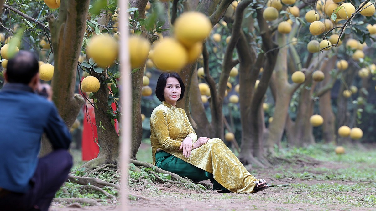 Tất bật thu hoạch giống bưởi đặc sản Thủ đô phục vụ Tết Nguyên đán - Ảnh 12